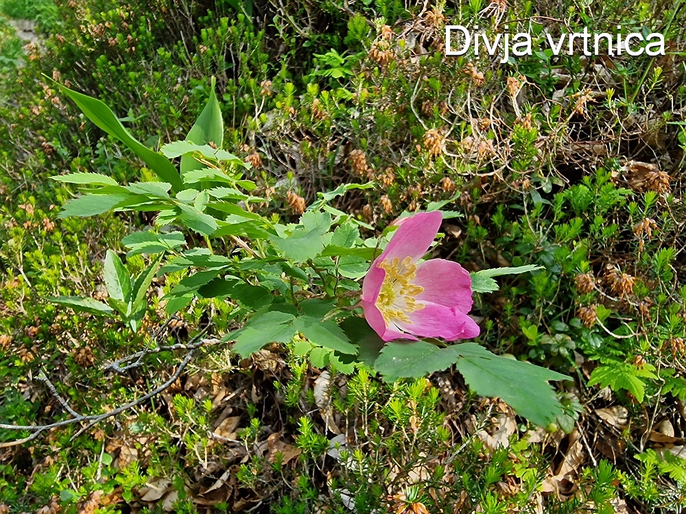 Slika je vidna v Google Chromu.