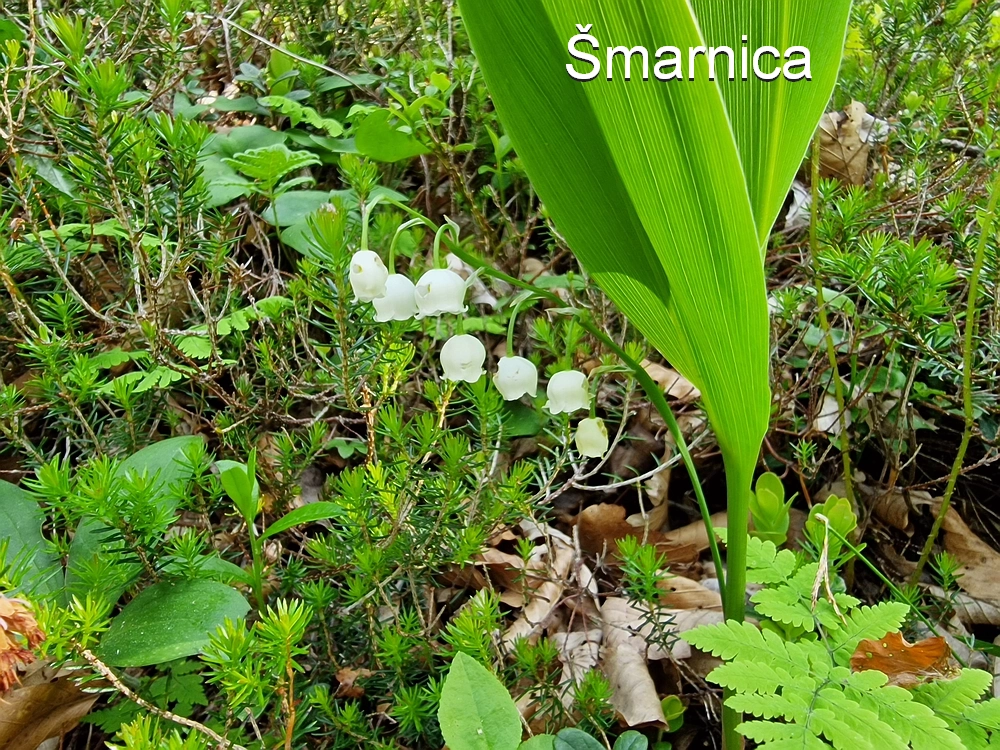 Slika je vidna v Google Chromu.