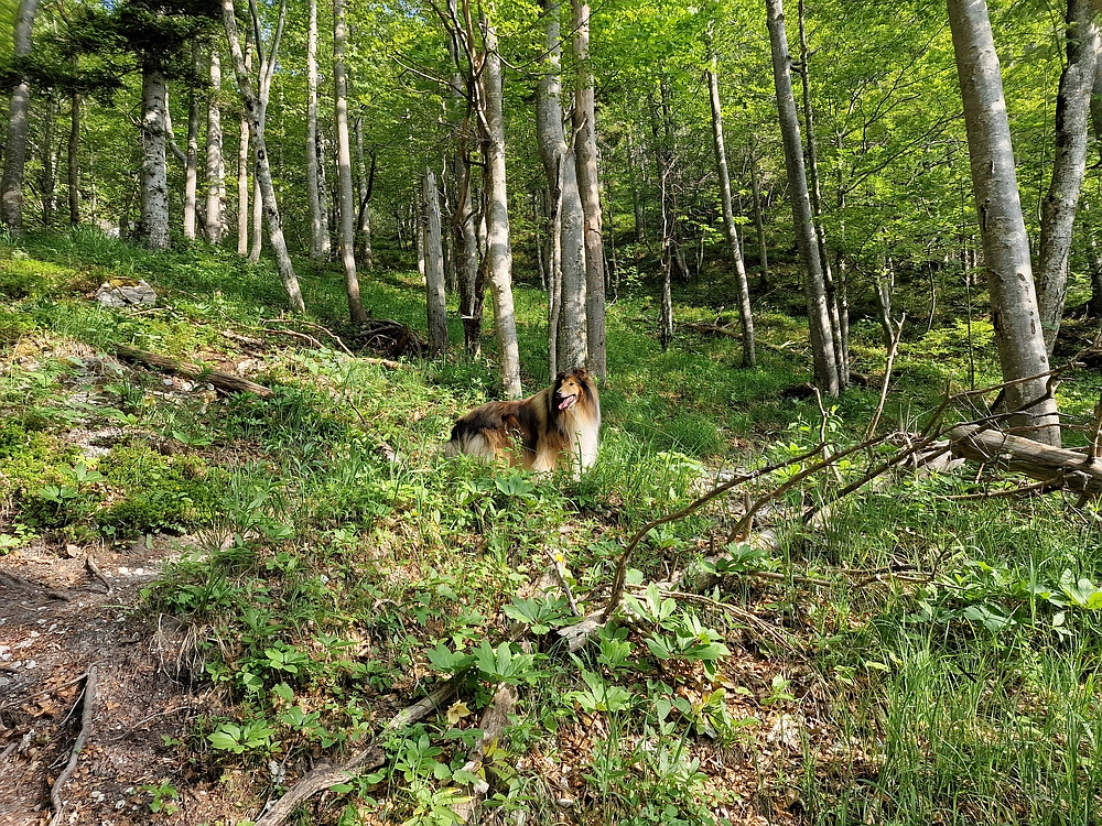 Slika je vidna v Google Chromu.