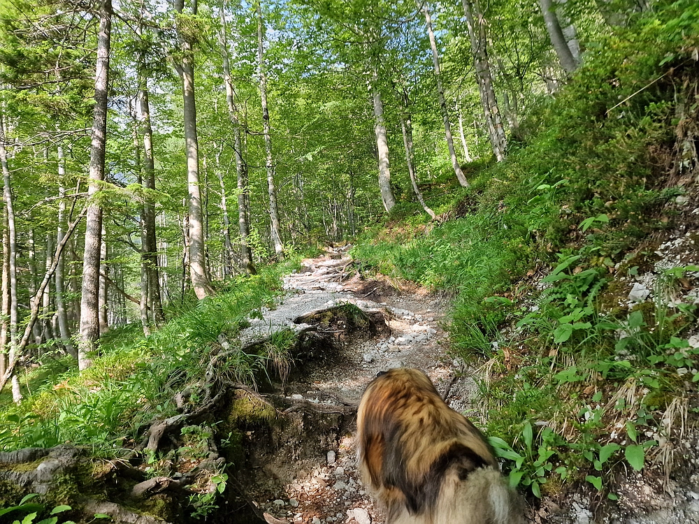 Slika je vidna v Google Chromu.