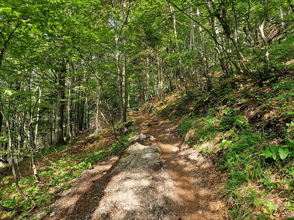 Slika je vidna v Google Chromu.