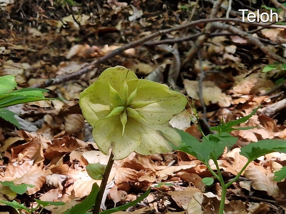 Slika je vidna v Google Chromu.