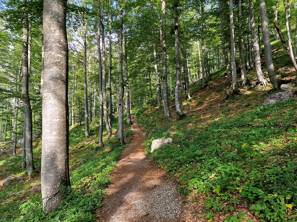 Slika je vidna v Google Chromu.