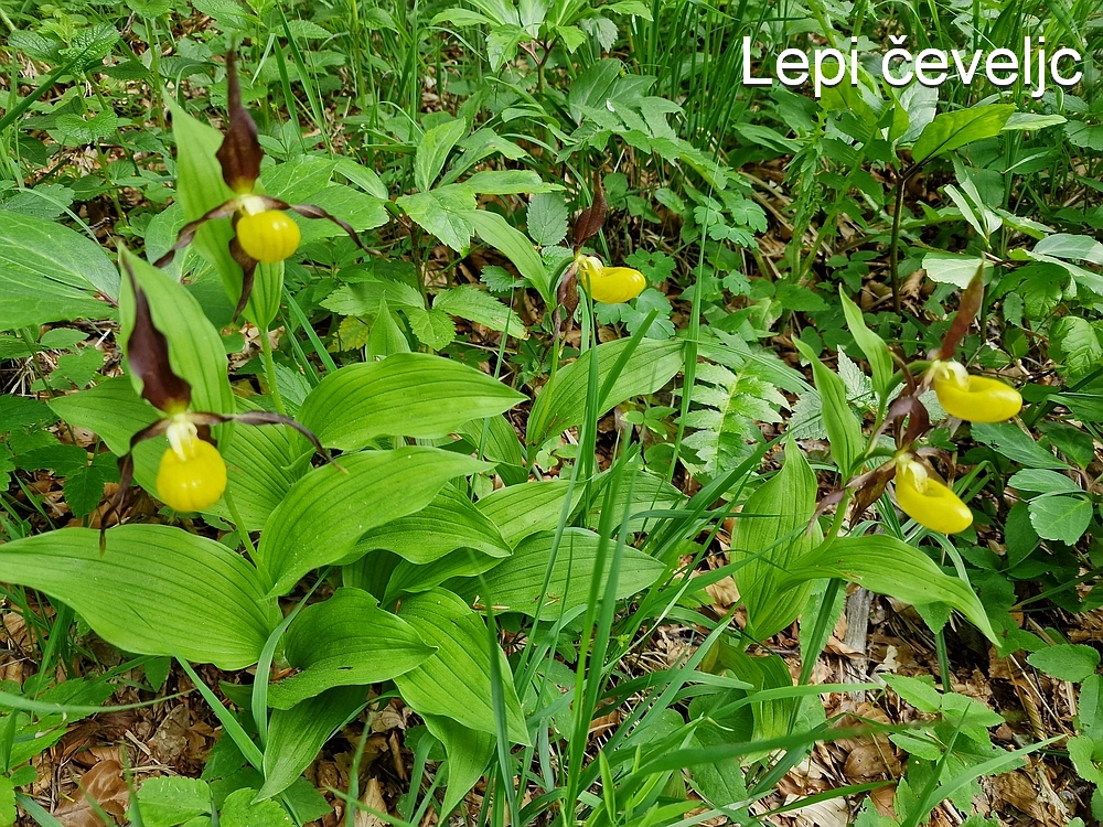 Slika je vidna v Google Chromu.