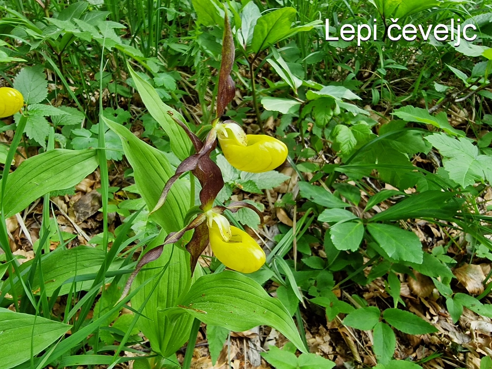 Slika je vidna v Google Chromu.