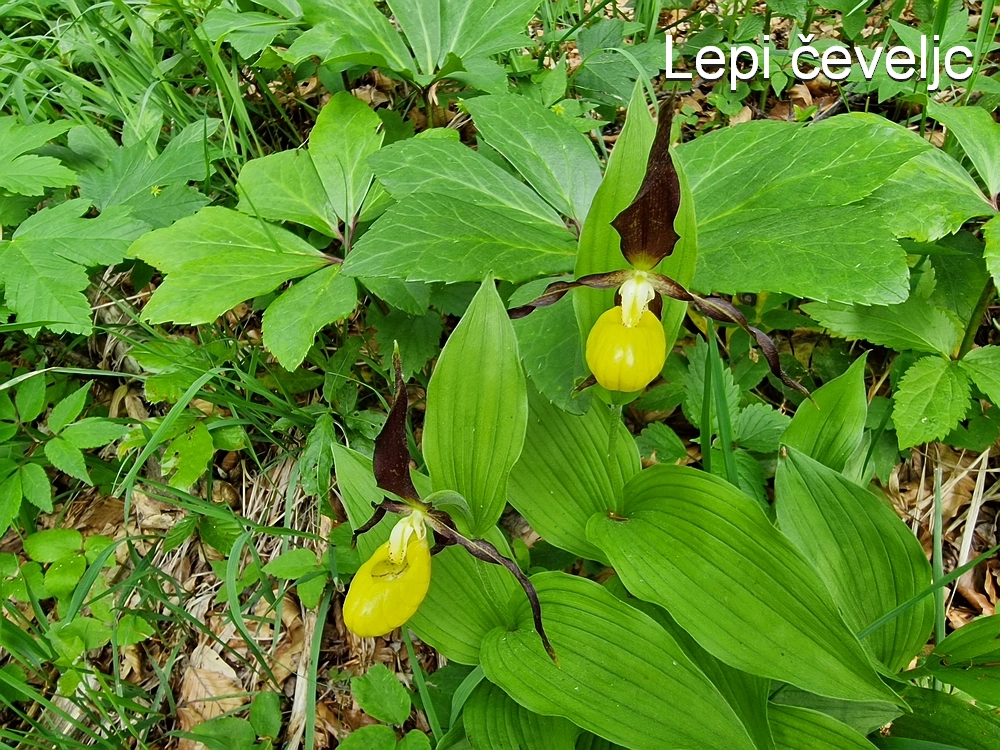 Slika je vidna v Google Chromu.