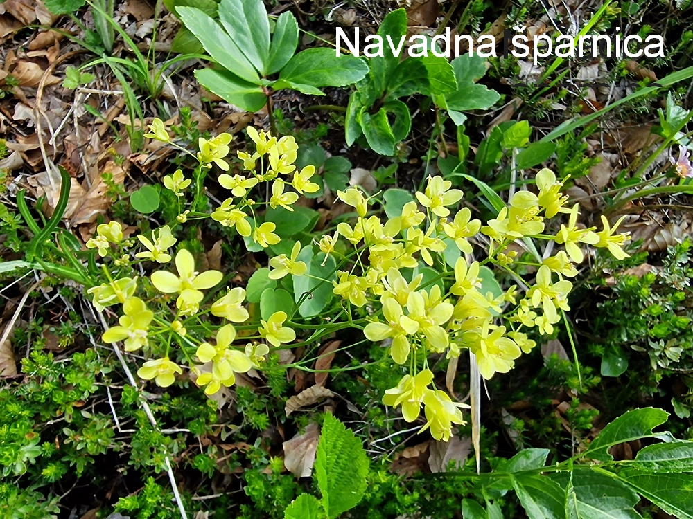 Slika je vidna v Google Chromu.