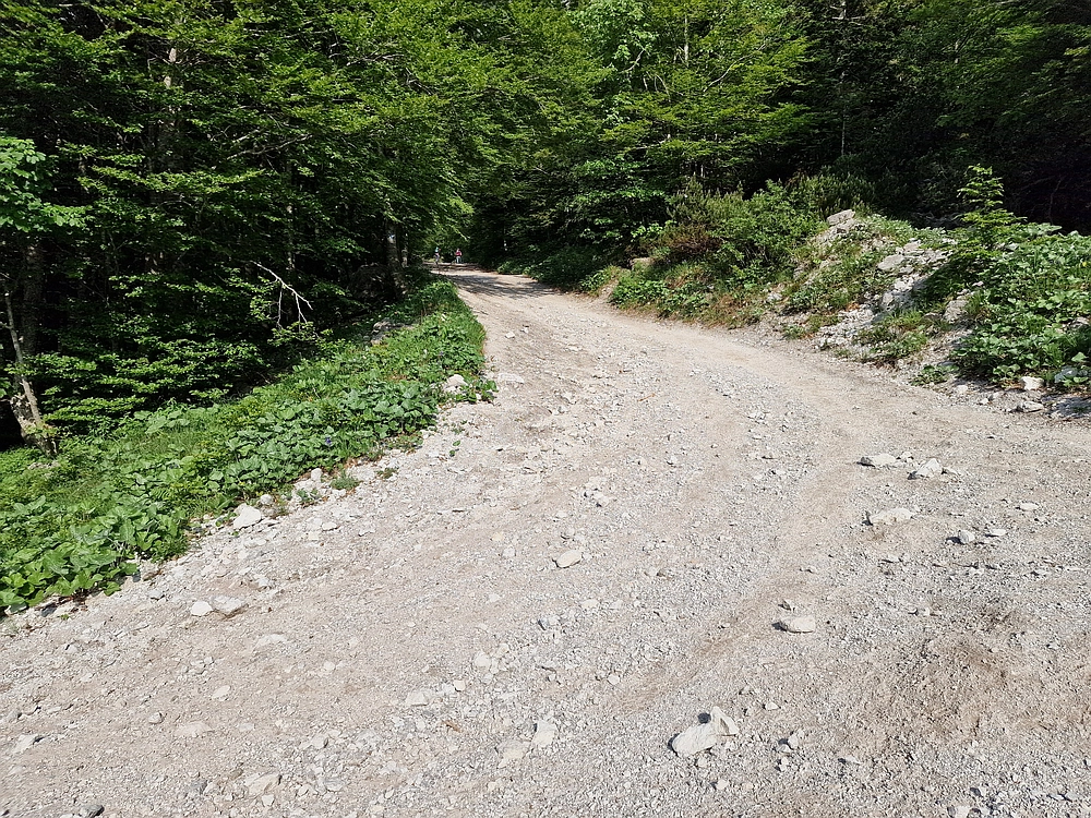 Slika je vidna v Google Chromu.