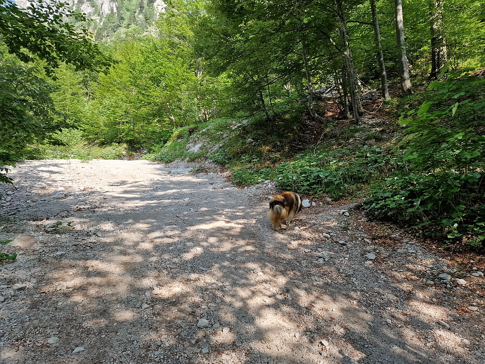 Slika je vidna v Google Chromu.