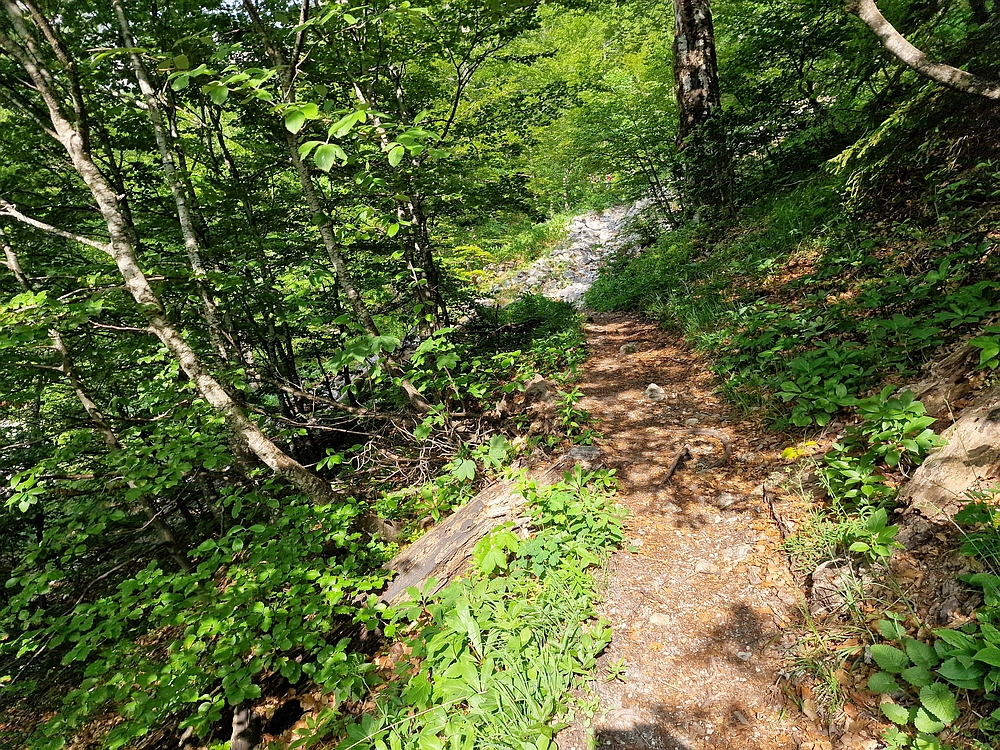 Slika je vidna v Google Chromu.