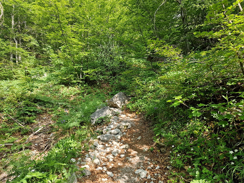 Slika je vidna v Google Chromu.