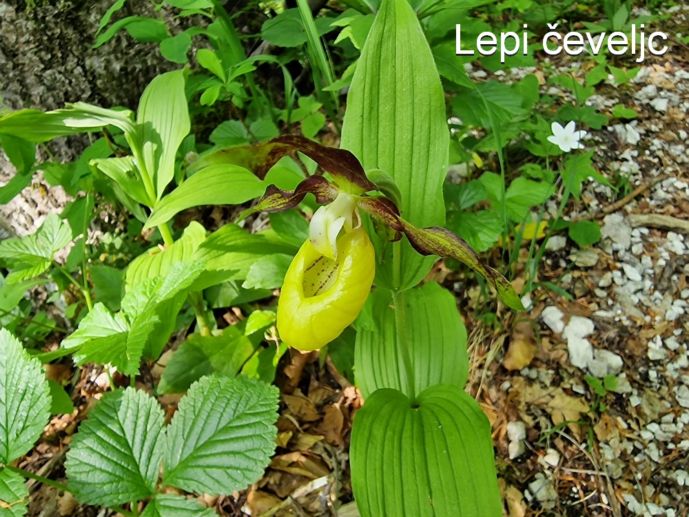 Slika je vidna v Google Chromu.