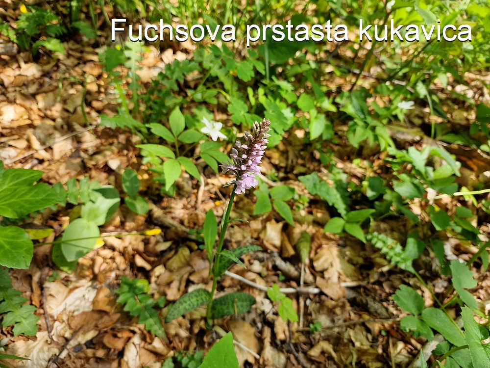 Slika je vidna v Google Chromu.