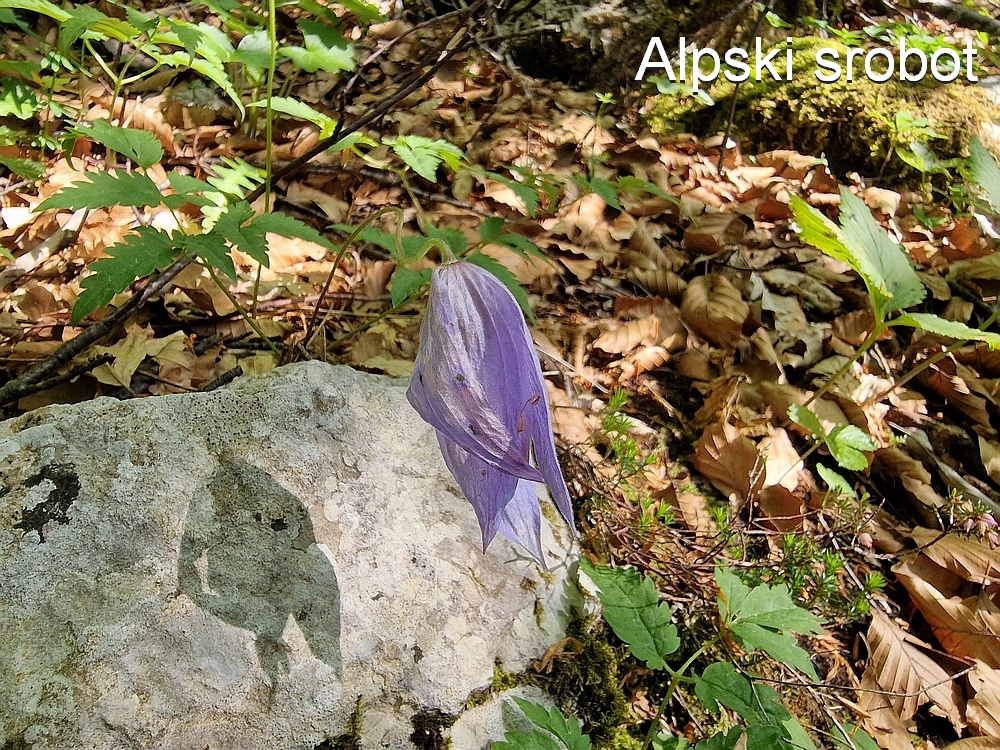 Slika je vidna v Google Chromu.