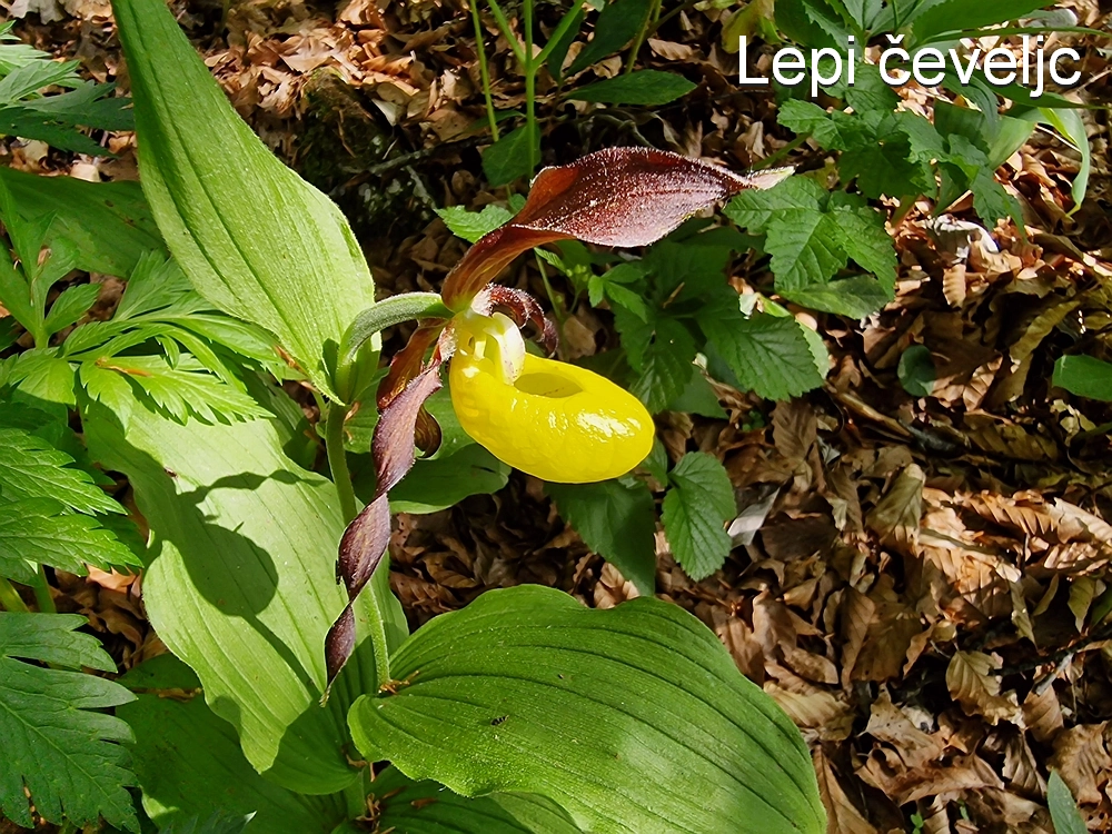 Slika je vidna v Google Chromu.