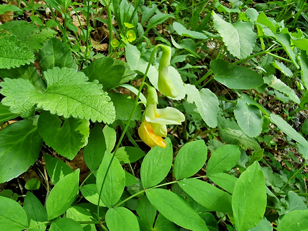 Slika je vidna v Google Chromu.