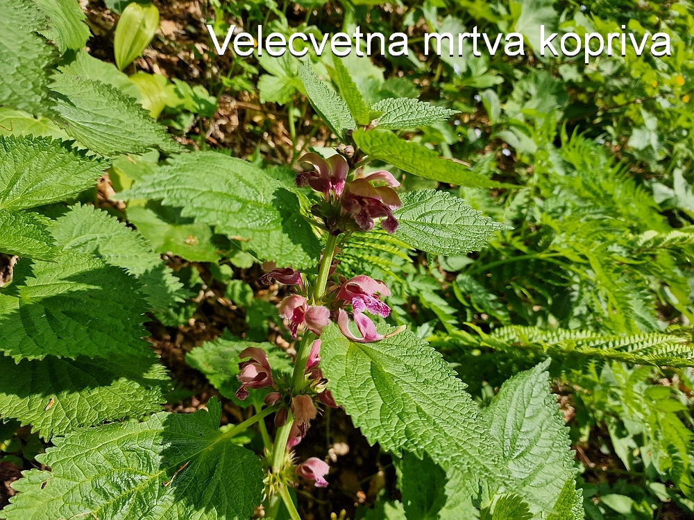 Slika je vidna v Google Chromu.