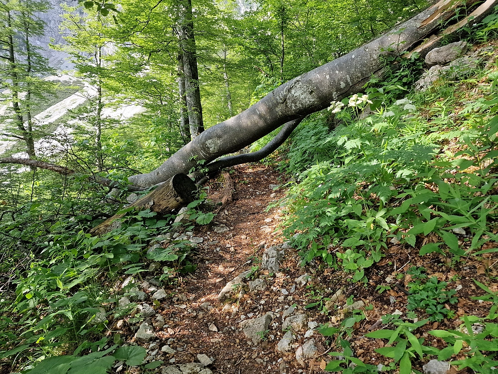 Slika je vidna v Google Chromu.