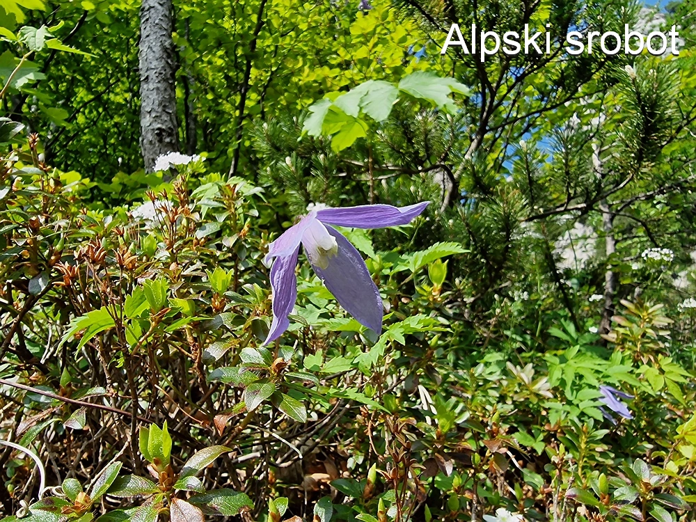Slika je vidna v Google Chromu.