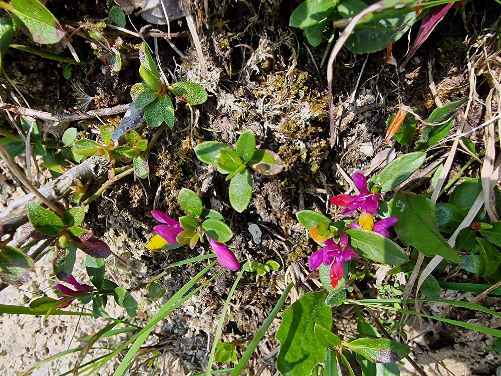 Slika je vidna v Google Chromu.