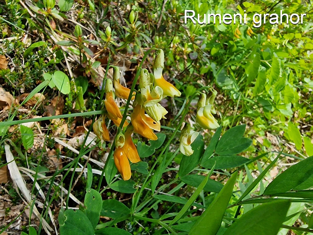 Slika je vidna v Google Chromu.