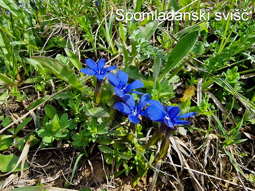 Slika je vidna v Google Chromu.