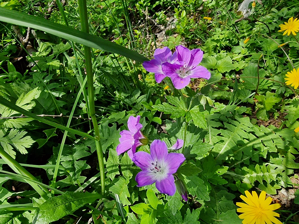 Slika je vidna v Google Chromu.