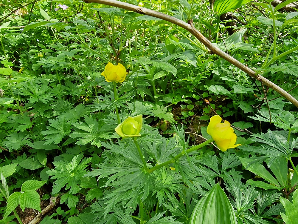 Slika je vidna v Google Chromu.