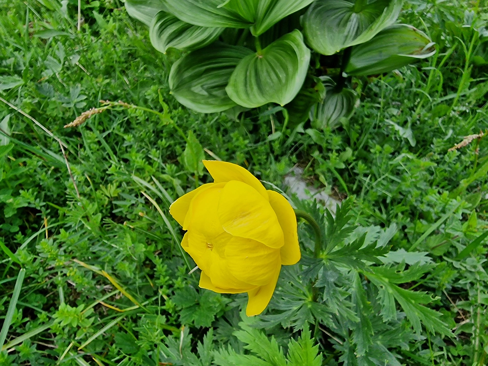 Slika je vidna v Google Chromu.