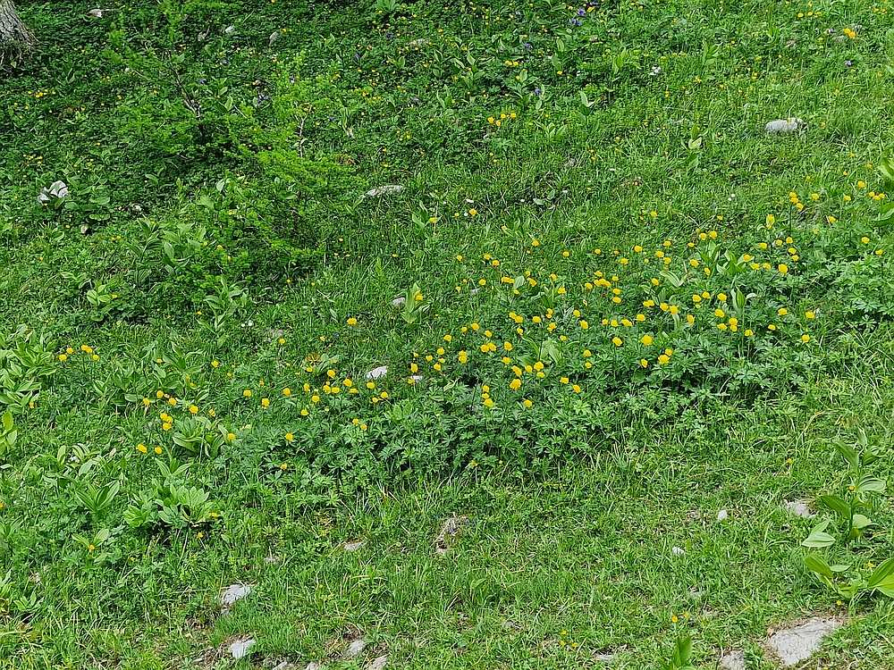 Slika je vidna v Google Chromu.