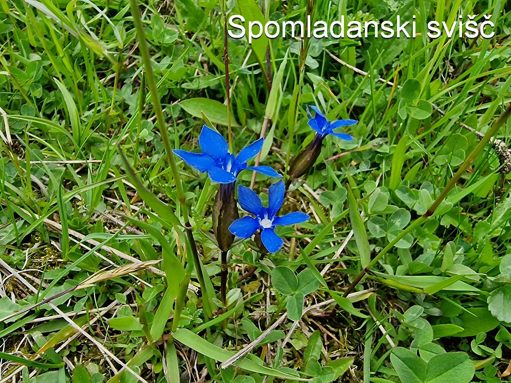 Slika je vidna v Google Chromu.