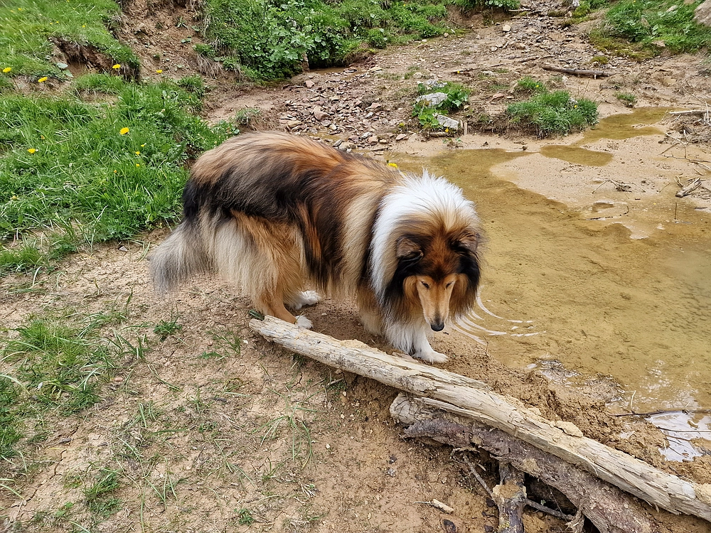 Slika je vidna v Google Chromu.