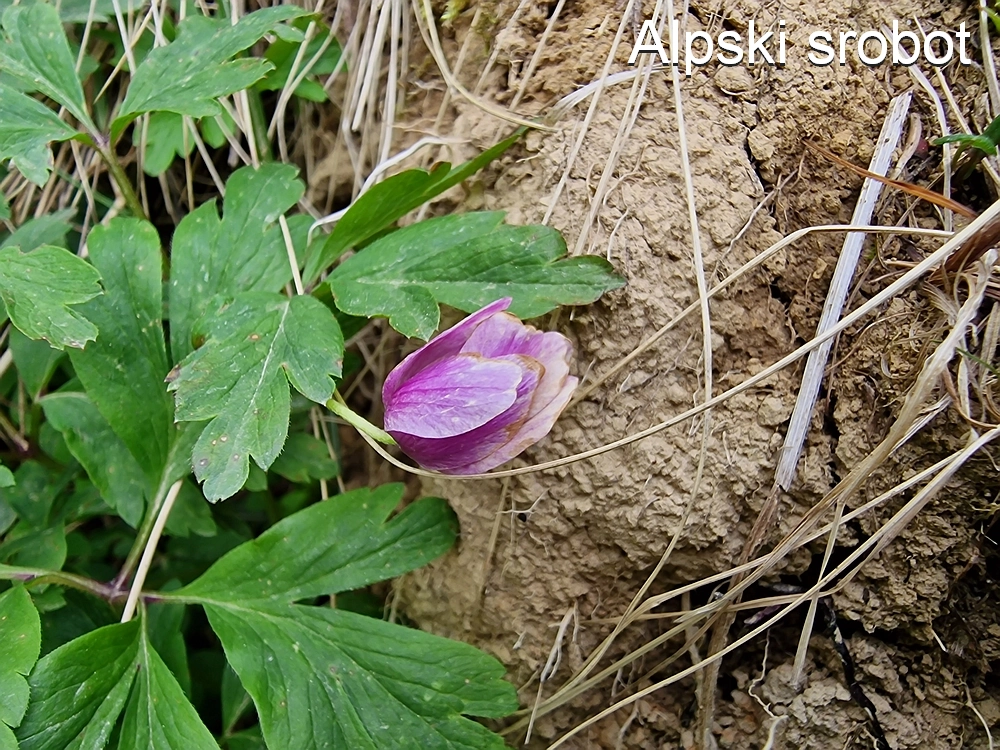 Slika je vidna v Google Chromu.