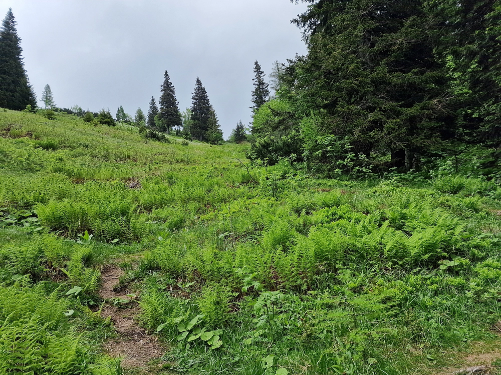 Slika je vidna v Google Chromu.