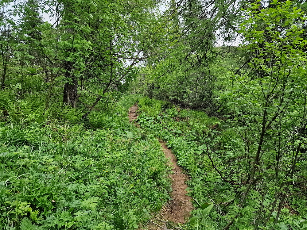 Slika je vidna v Google Chromu.
