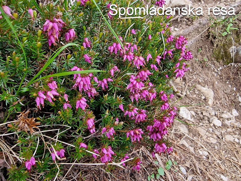 Slika je vidna v Google Chromu.