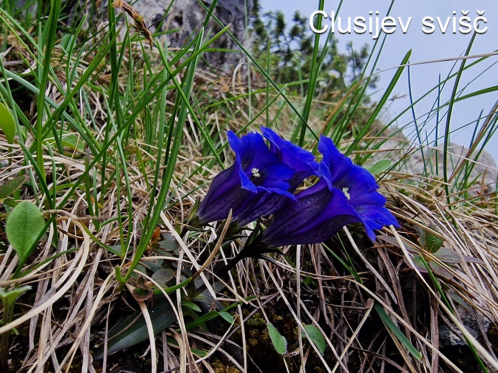 Slika je vidna v Google Chromu.