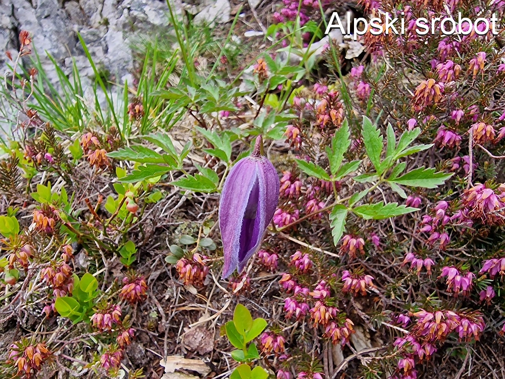 Slika je vidna v Google Chromu.