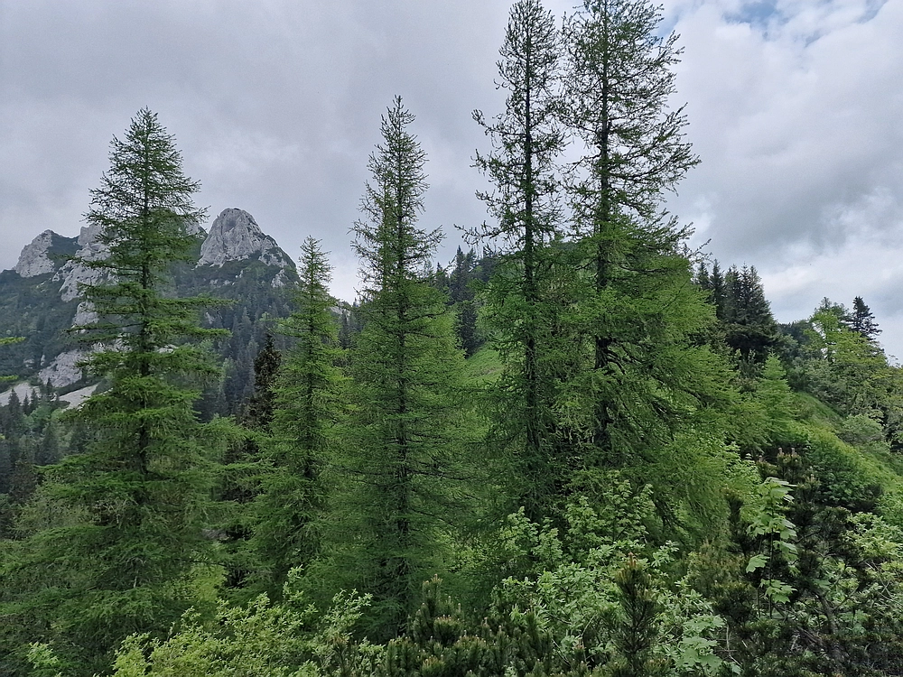 Slika je vidna v Google Chromu.