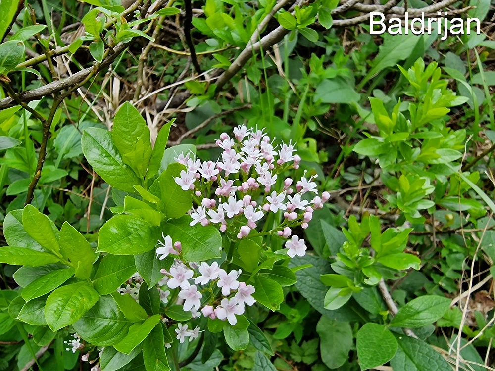 Slika je vidna v Google Chromu.