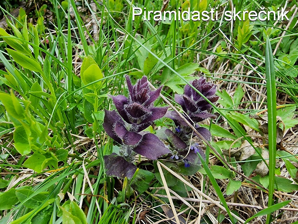 Slika je vidna v Google Chromu.
