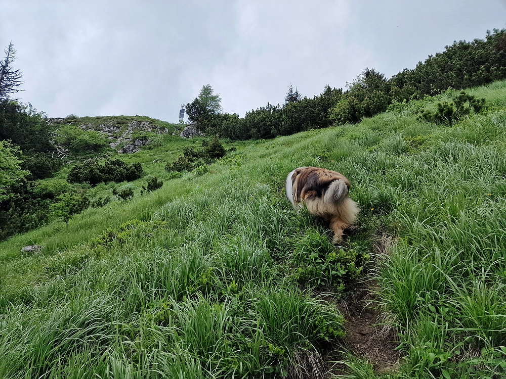 Slika je vidna v Google Chromu.