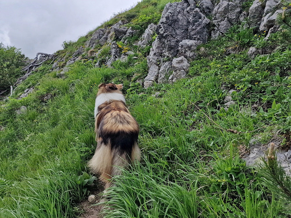 Slika je vidna v Google Chromu.