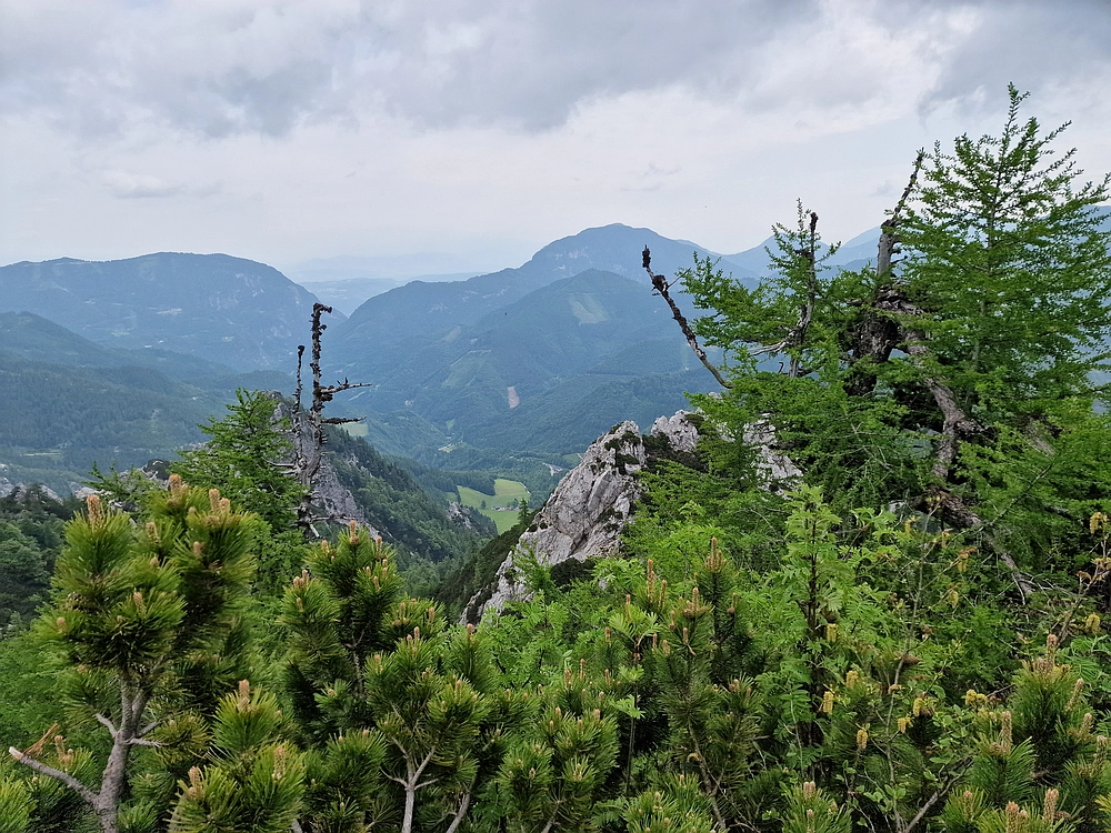 Slika je vidna v Google Chromu.