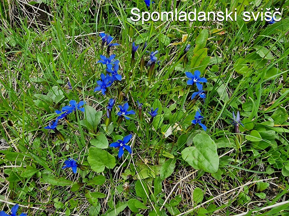 Slika je vidna v Google Chromu.