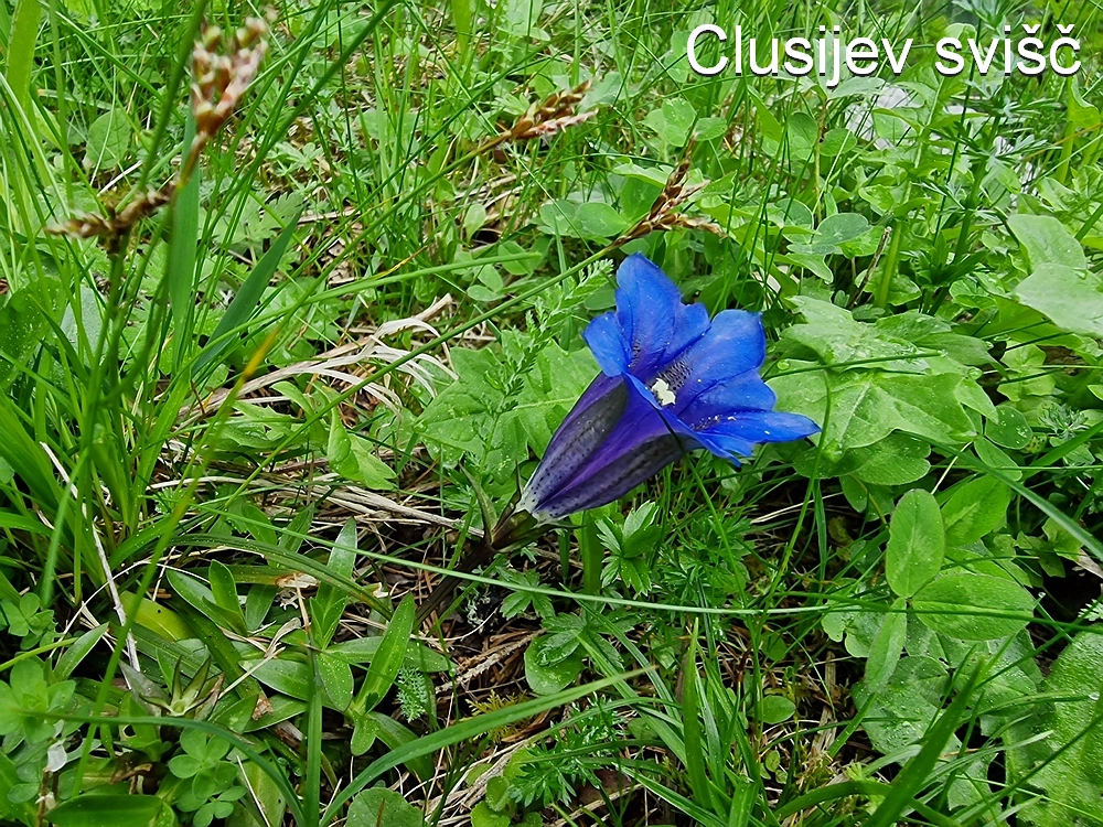 Slika je vidna v Google Chromu.