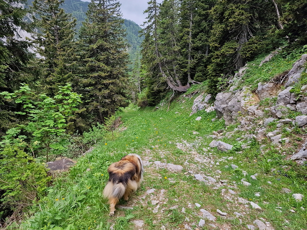 Slika je vidna v Google Chromu.