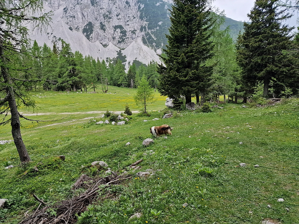 Slika je vidna v Google Chromu.