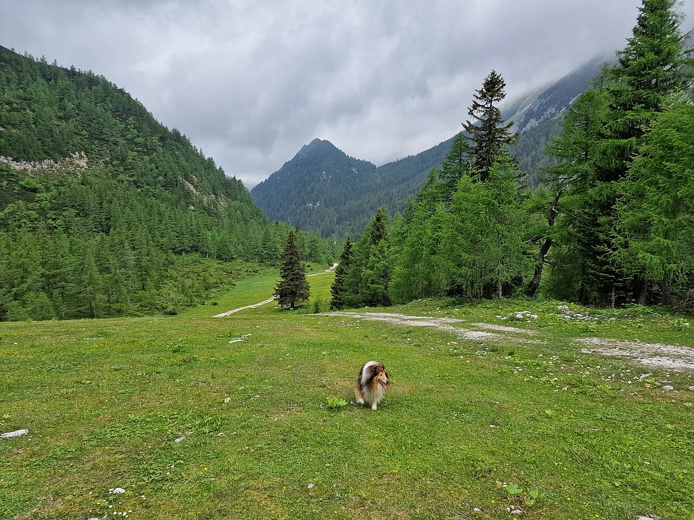 Slika je vidna v Google Chromu.