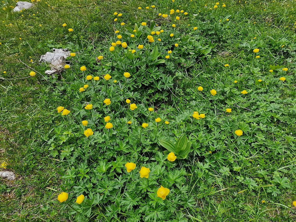 Slika je vidna v Google Chromu.